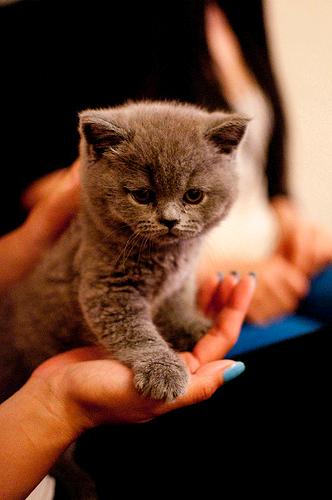 Gatitos británicos de pelo corto disponibles