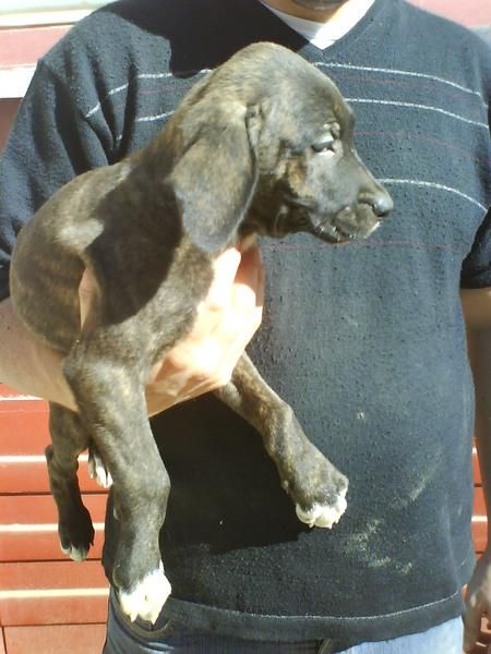 cachorros de boxer por Villano de Encartaciones