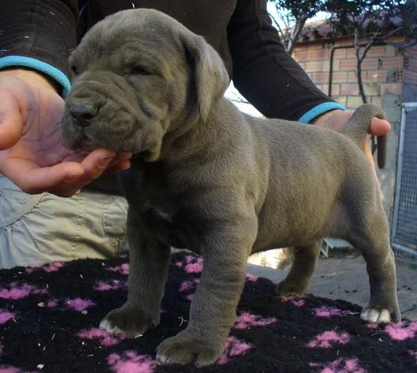 cachorros de cane corso