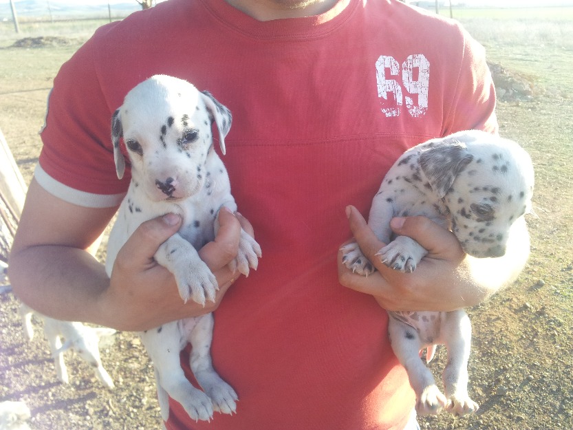 Cachorros de dalmatas