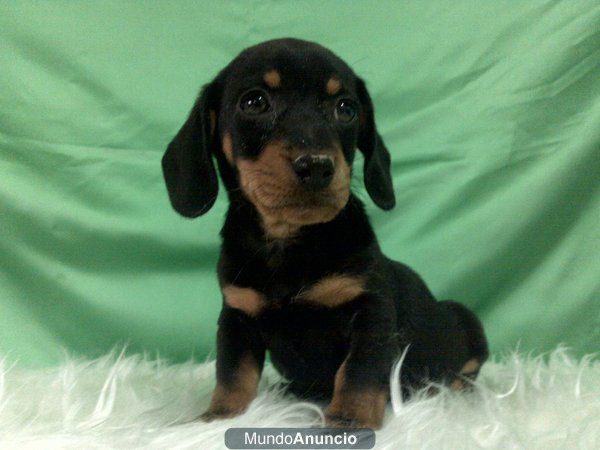 cachorros TECKEL camada con pedigree