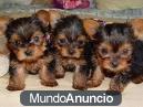 Encantador y adorable cachorros Yorkie Para el hogar