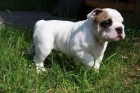 Excelentes cachorros bulldog ingles (Alicante) - mejor precio | unprecio.es