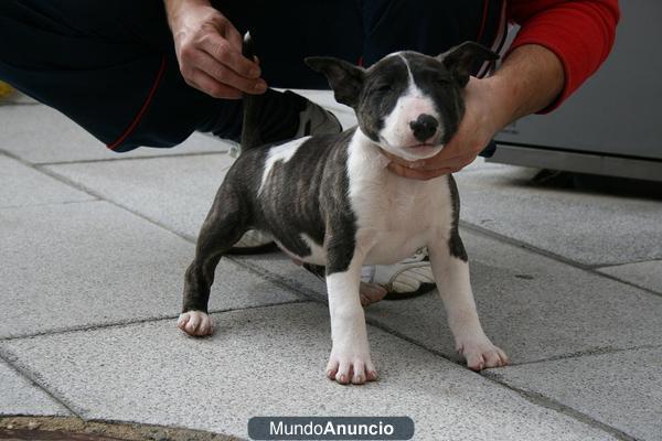 Excelentes cachorros de bullterrier