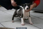 Excelentes cachorros de bullterrier - mejor precio | unprecio.es