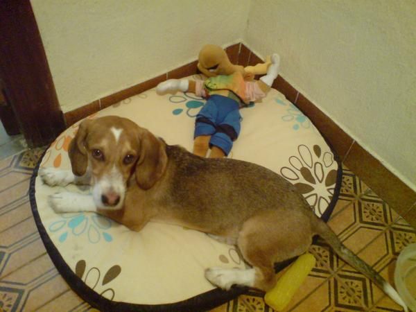 GOLFI, PERRITO EN ADOPCION...