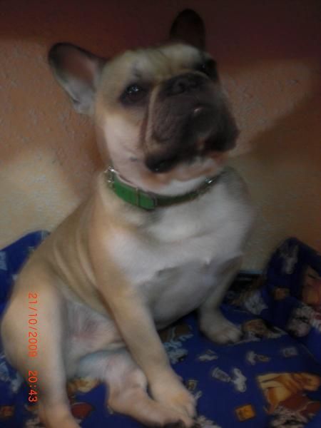 MONTA BULLDOG FRANCES HIJO CH.WATSON DE LOS TARANTOS