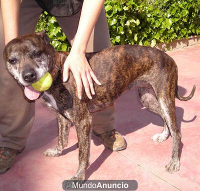 pitbull en adopción