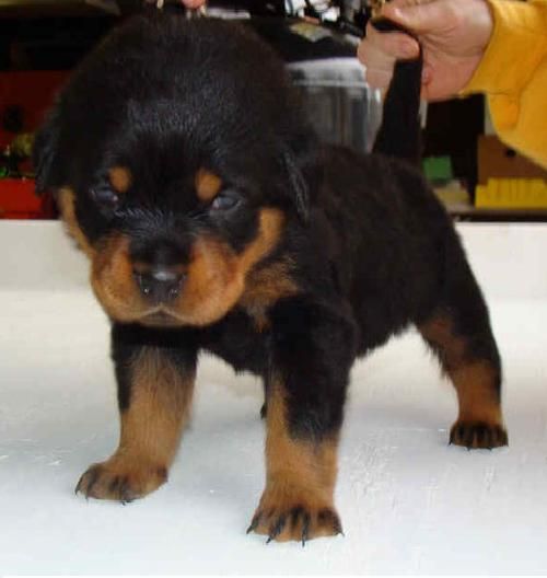 Rottweiler calidad y belleza bcn