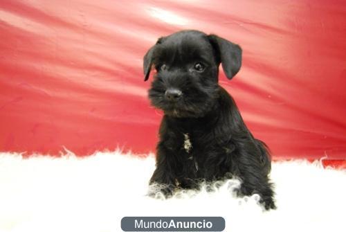 Schnauzer Mini Color Negro Preciosos Cachorros