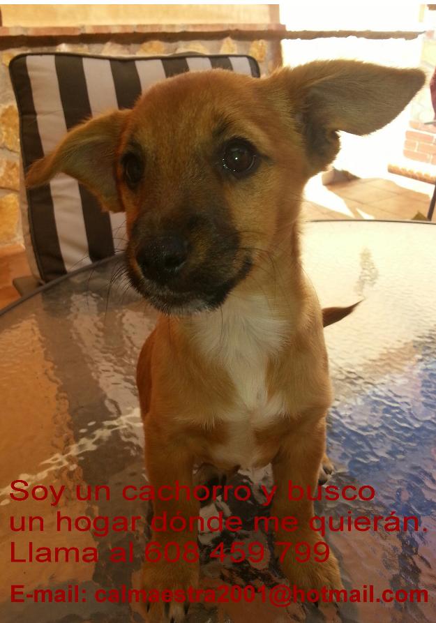 Se busca hogar para cachorro