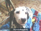 se vende perro dalmata economico - mejor precio | unprecio.es