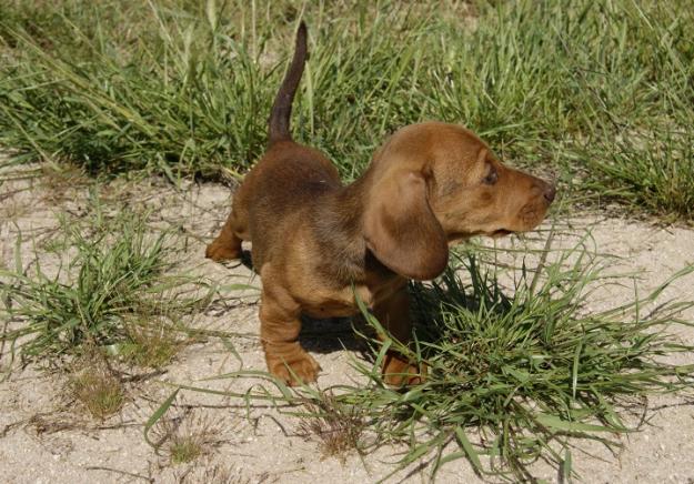 Teckel Miniatura cachorros de raza y calidad