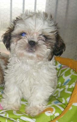 Impresionantes Shih-tzu, ¡el cachorro que buscabas