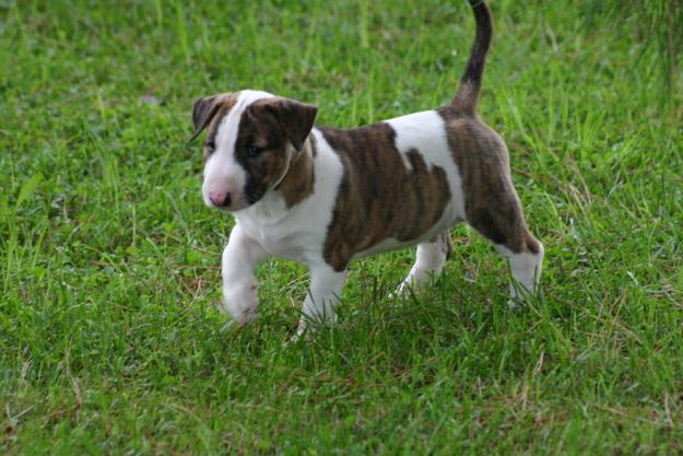 OPORTUNIDAD IMPRESIONANTE MACHO BULL TERRIER PEDIGREE LOE