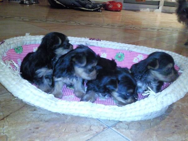 Se vende Cachorros Mini de Yorkshire