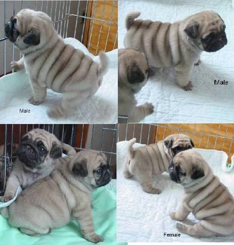 Se vende preciosa cachorra de carlino pug 150