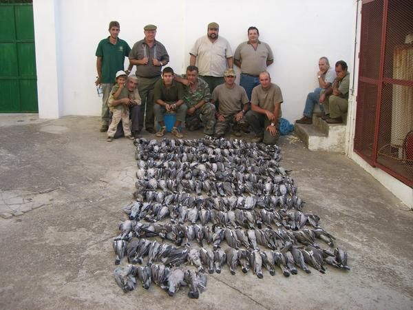 TIRADA DE PALOMAS TORCACES