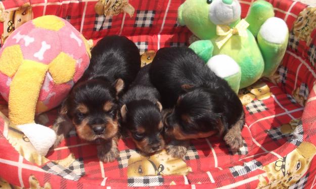 YORKSHIRE TERRIER MINIATURA CRIADORES PROFESIONALES EN GIRONA