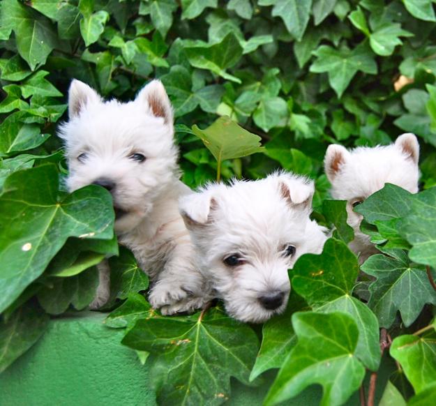 *** Cachorros de Westy Highland , INSCRITOS EN LOE  ,  C - A  - L- I - D - A- D ***