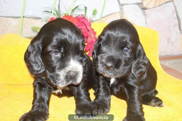 BELLOS COCKER INLGES DORADOS Y NEGROSS 300 EUROS