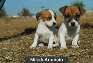 CACHORRITOS DE JACK RUSSELL TERRIER, FOTOS REALES