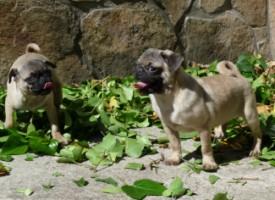 cachorros carlino