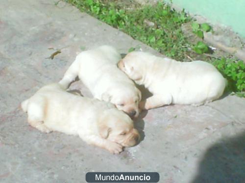 camada de labradores con la documentación en mano y garantías