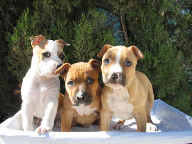 EXCELENTES CAMADAS CACHORROS PURA RAZA