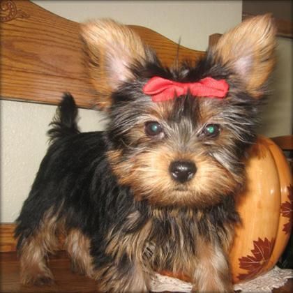 exelente camada de yorkshire terrier