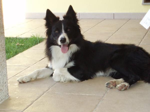 Macho border collie