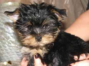 obtentor de cachorros de Yorkshire Terriers