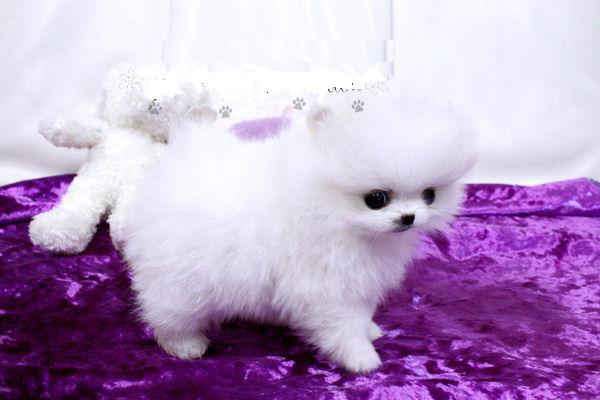 POMERANIAS BLANCOS EXCELENTE PEDIGREE