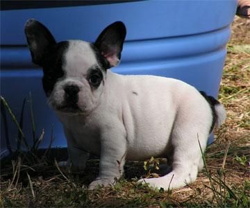 regalo bulldog frances color fawn, tiene 3 meses, es hembra, muy buen