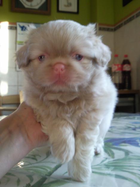 Se venden preciosos cachorros pekineses