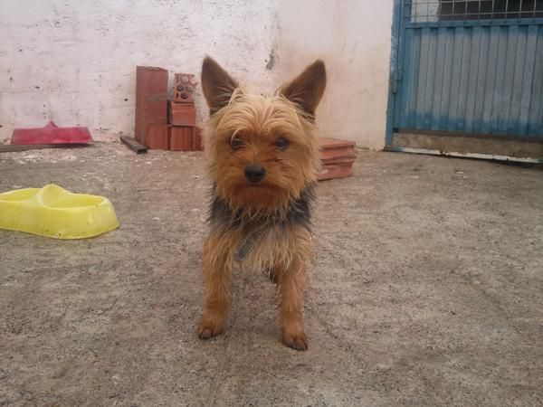 VENDO YORKSHIRE MACHO 2 AÑOS IDEAL PARA MONTAS