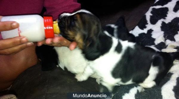 Cachorro Basset Hound Tricolor Pedigree. Rastreator