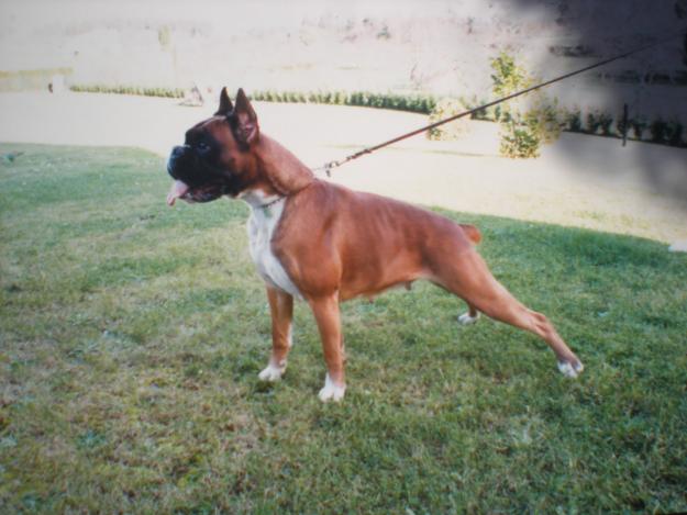 cachorros de boxer