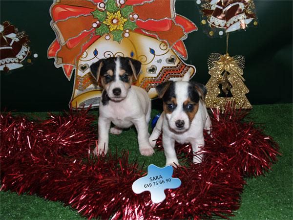 Estupendos precios en cachorros de Jack rassell