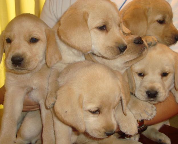 Excelentes cachorros de Labrador