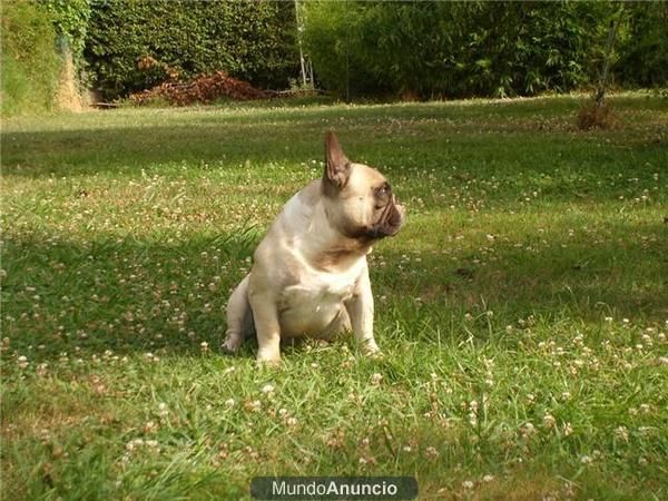 exelentes buldog frances, linea nacional  tameran