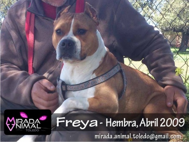 Freya american standford en adopcion madrid toledo