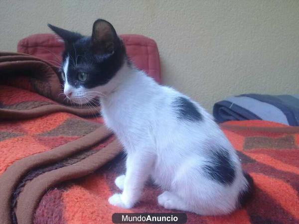 GATITAS DE DOS MESES Y MEDIO EN ADOPCIÓN!