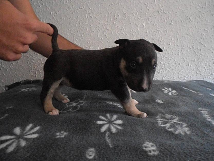 Miniatura Bullterrier Cachorros