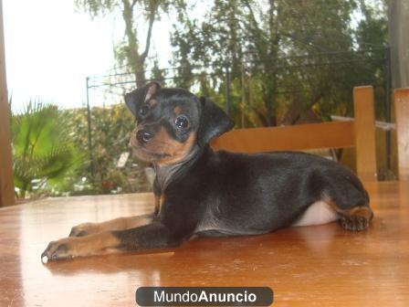 Pinscher mini N/F