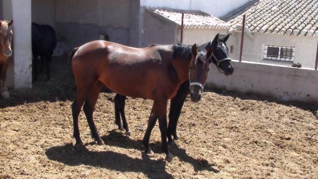 POTROS EN VENTA CON BUENOS ORIGENES PRECIOS INCREIBLES