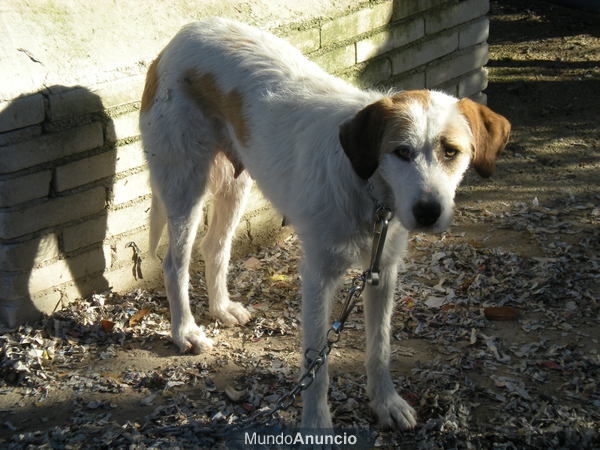 se dan en adopcion cachorros de pointer