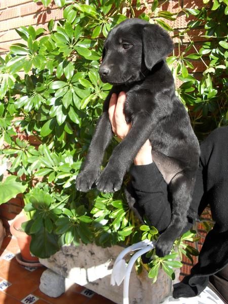 ultima cachorra de labrador