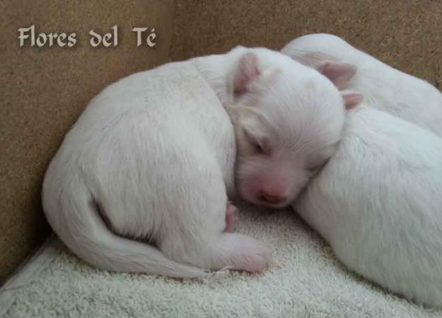 Cachorros Coton de Tuléar