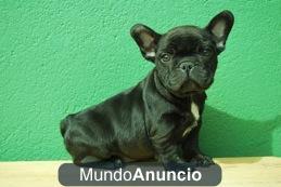 Bulldog Franceses Excelente Cachorros Negros fotos reales